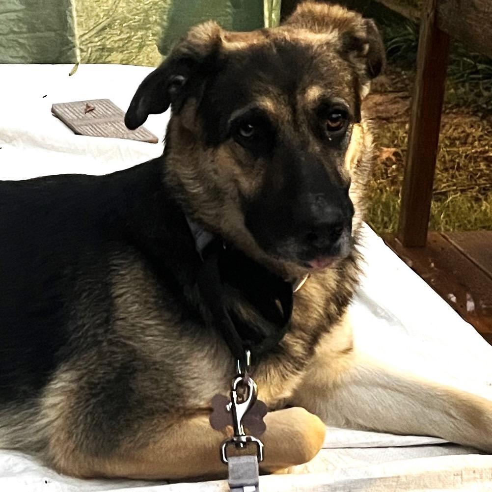 Enlarge Merry, a Adoptable mixed breed in Memphis, TN image 3/5