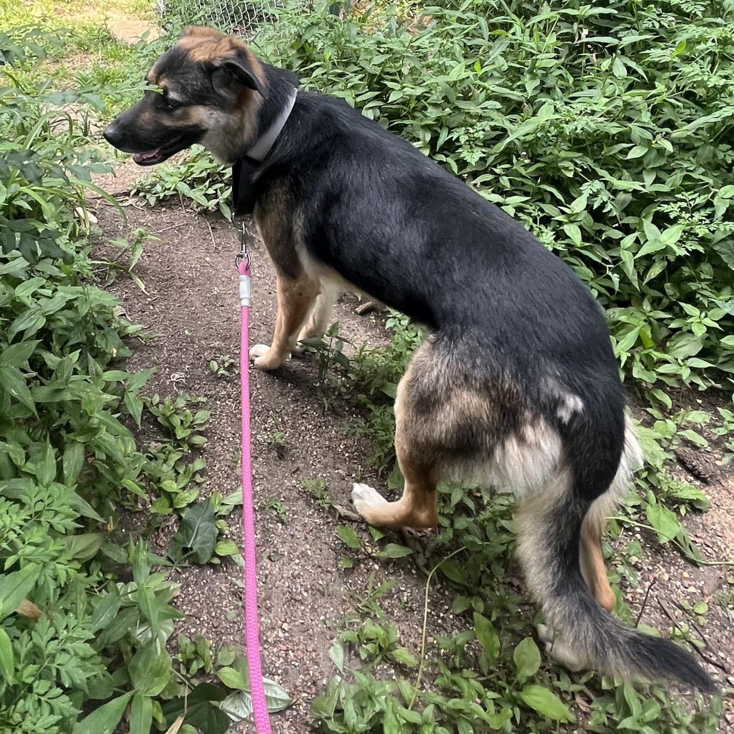 Enlarge Merry, a Adoptable mixed breed in Memphis, TN image 4/5