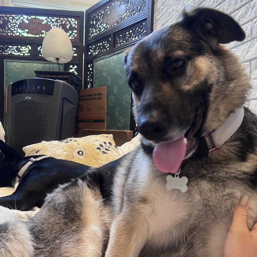 Enlarge Merry, a Adoptable mixed breed in Memphis, TN image 5/5