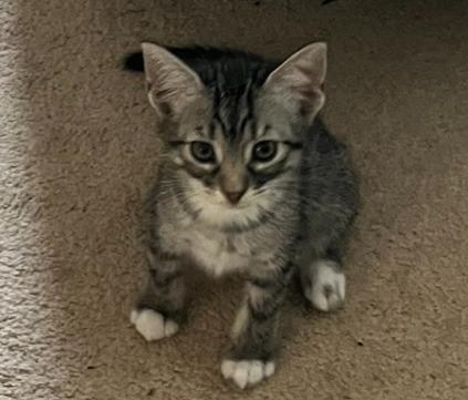 Lucy, Adoptable, Young Female Domestic Short Hair.