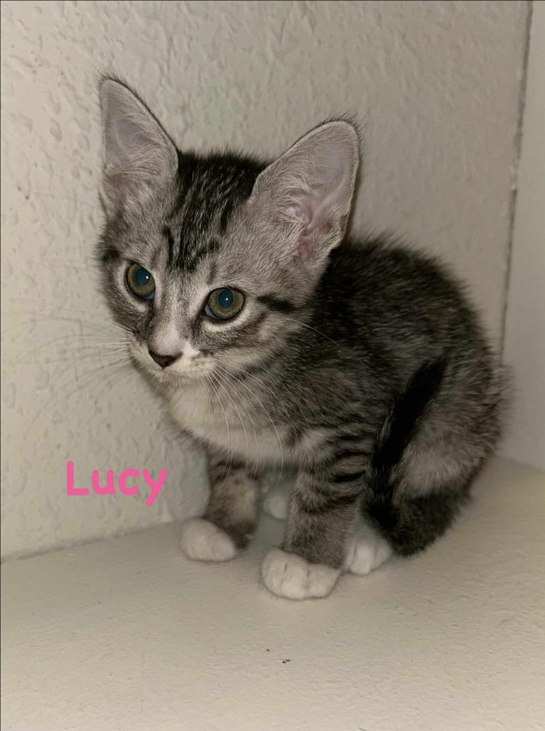 Enlarge Lucy, a Adoptable mixed breed in Claremore, OK image 2/4