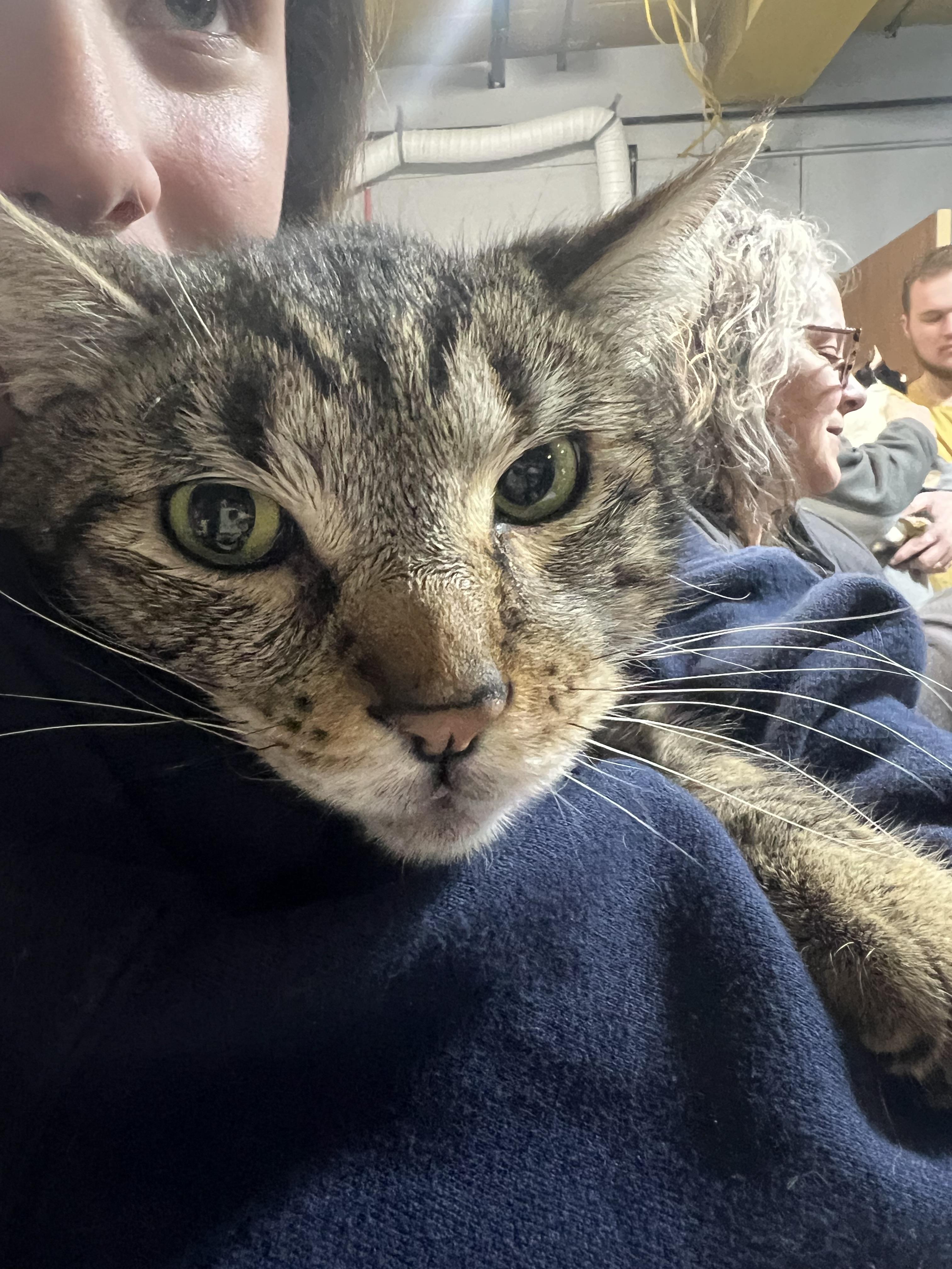 Meatloaf, a Adoptable Domestic Short Hair in Bethel Park, PA image 1/4