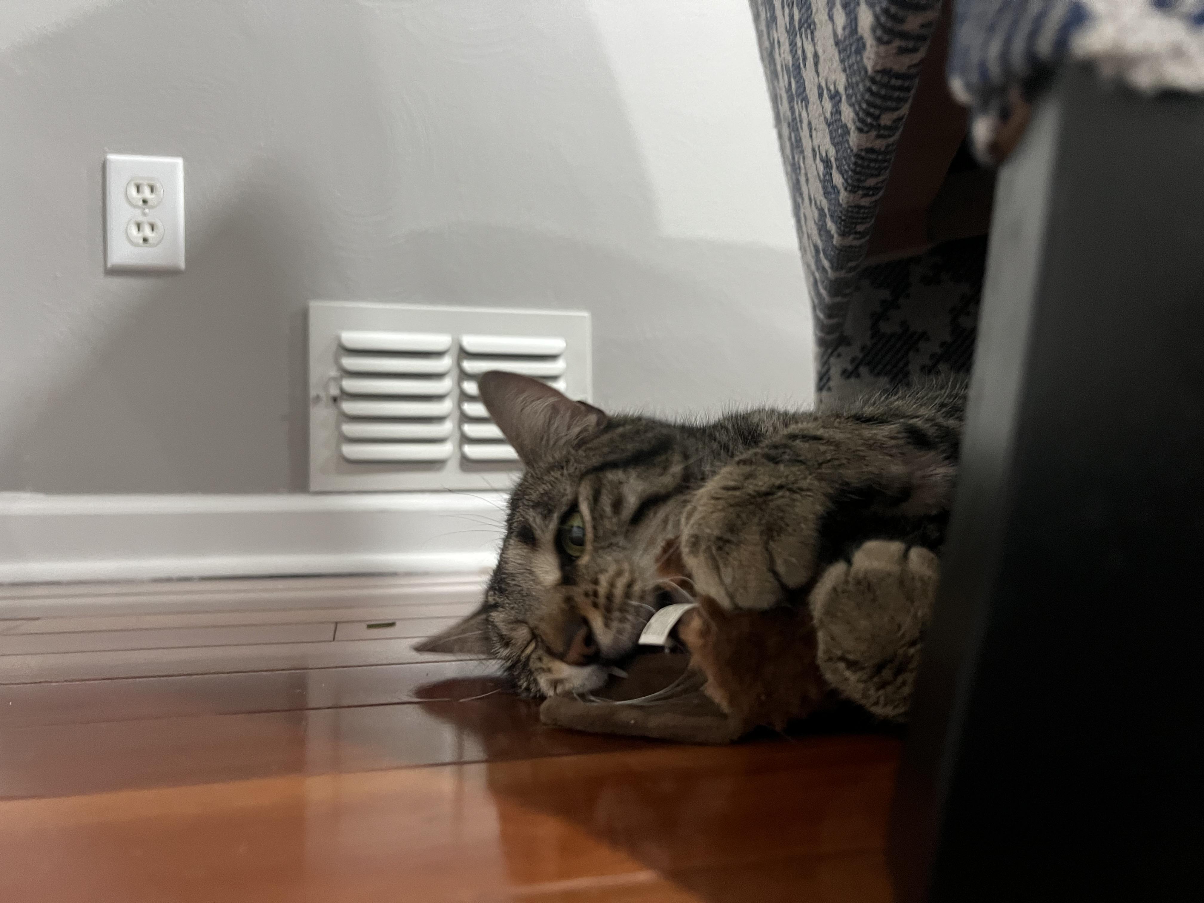 Meatloaf, a Adoptable Domestic Short Hair in Bethel Park, PA image 2/4