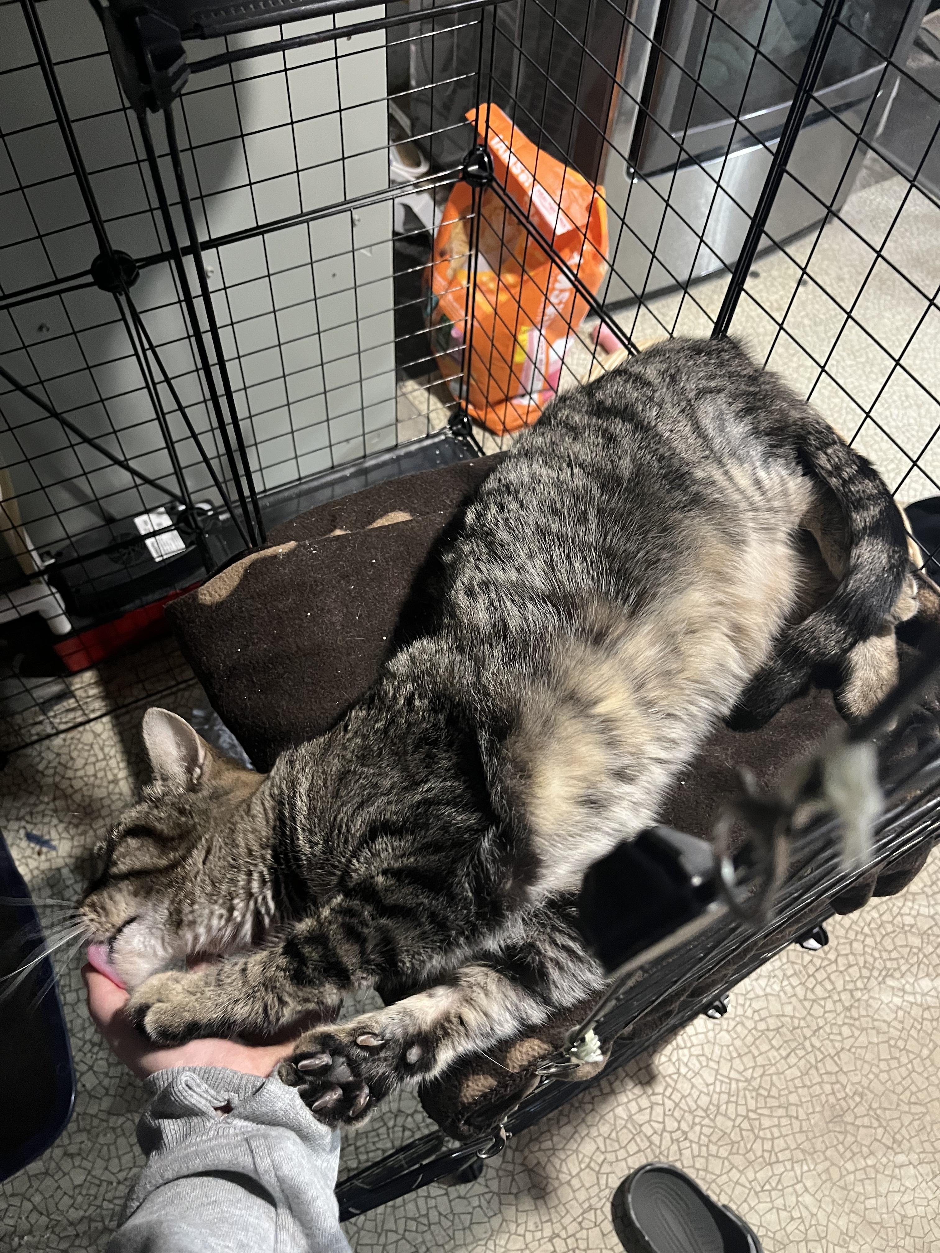 Meatloaf, a Adoptable Domestic Short Hair in Bethel Park, PA image 3/4