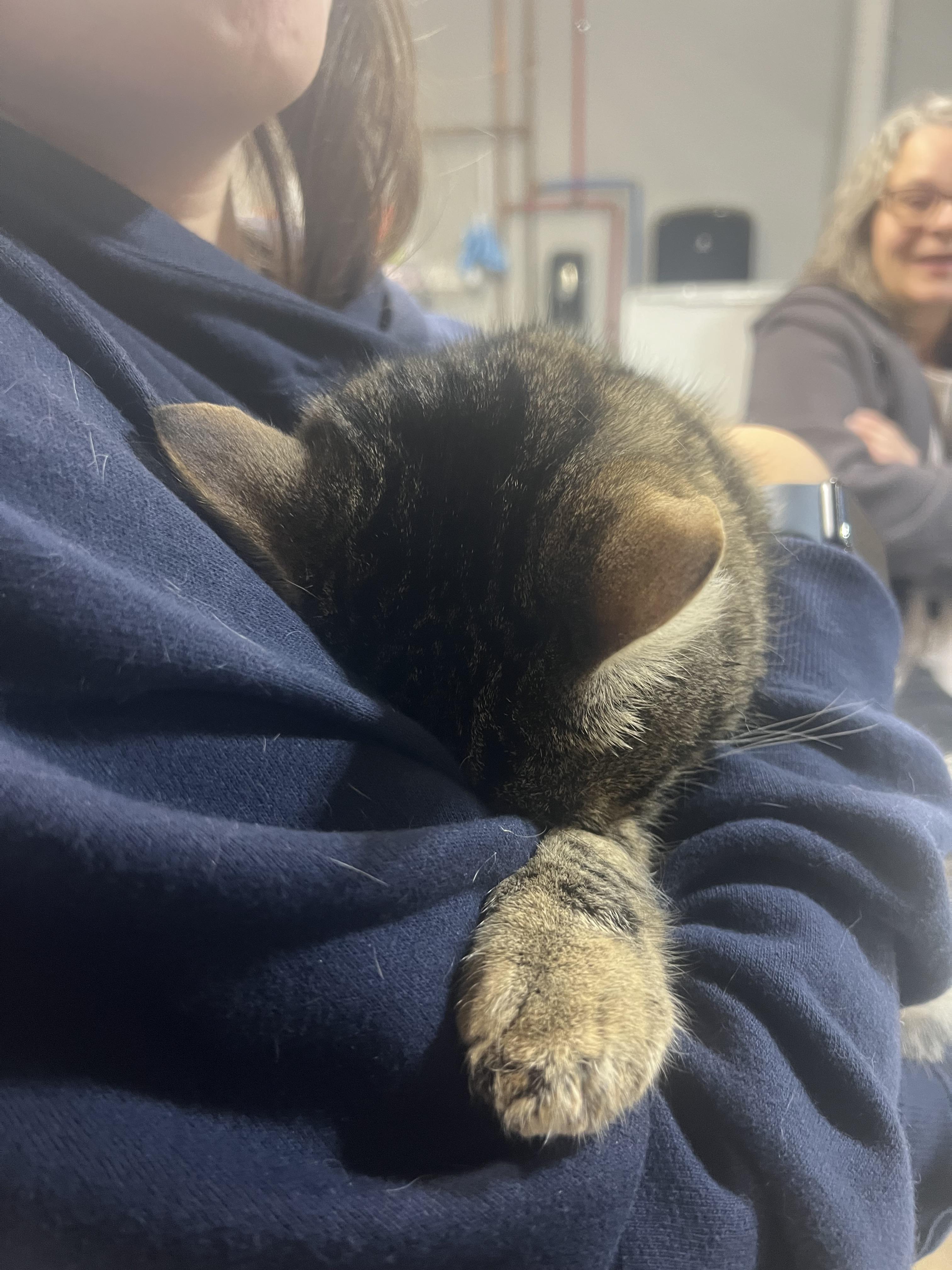 Meatloaf, a Adoptable Domestic Short Hair in Bethel Park, PA image 4/4