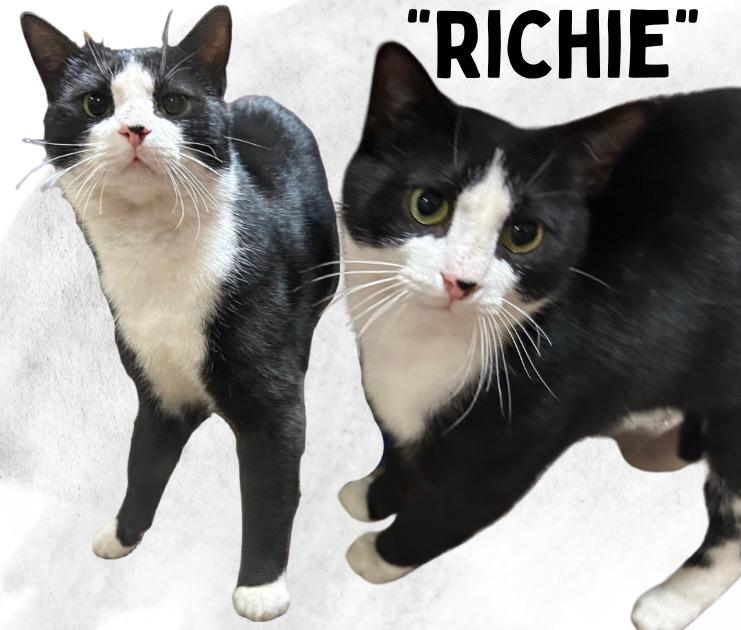 Richie, adopted, Adult Male Domestic Short Hair.
