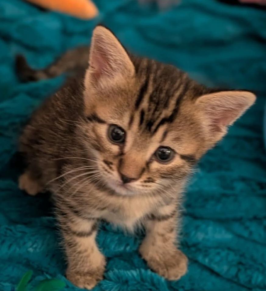 Enlarge Truvy, a Adoptable mixed breed in San Jacinto, CA image 1/1