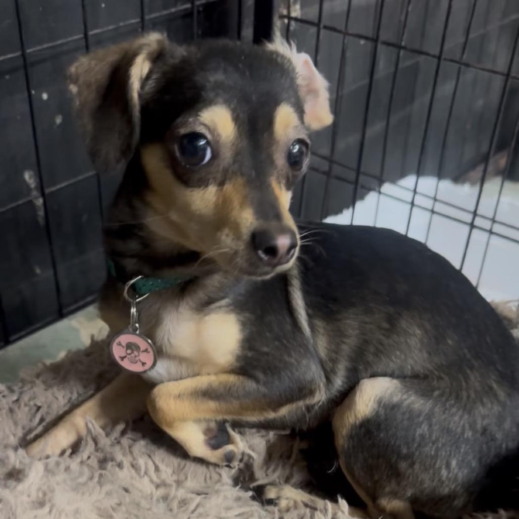 Enlarge Azalea, a Adoptable mixed breed in Katy, TX image 1/2