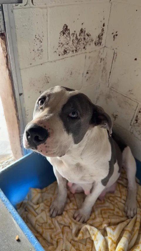 Buttermilk, Adoptable, Adult Female Pit Bull Terrier.
