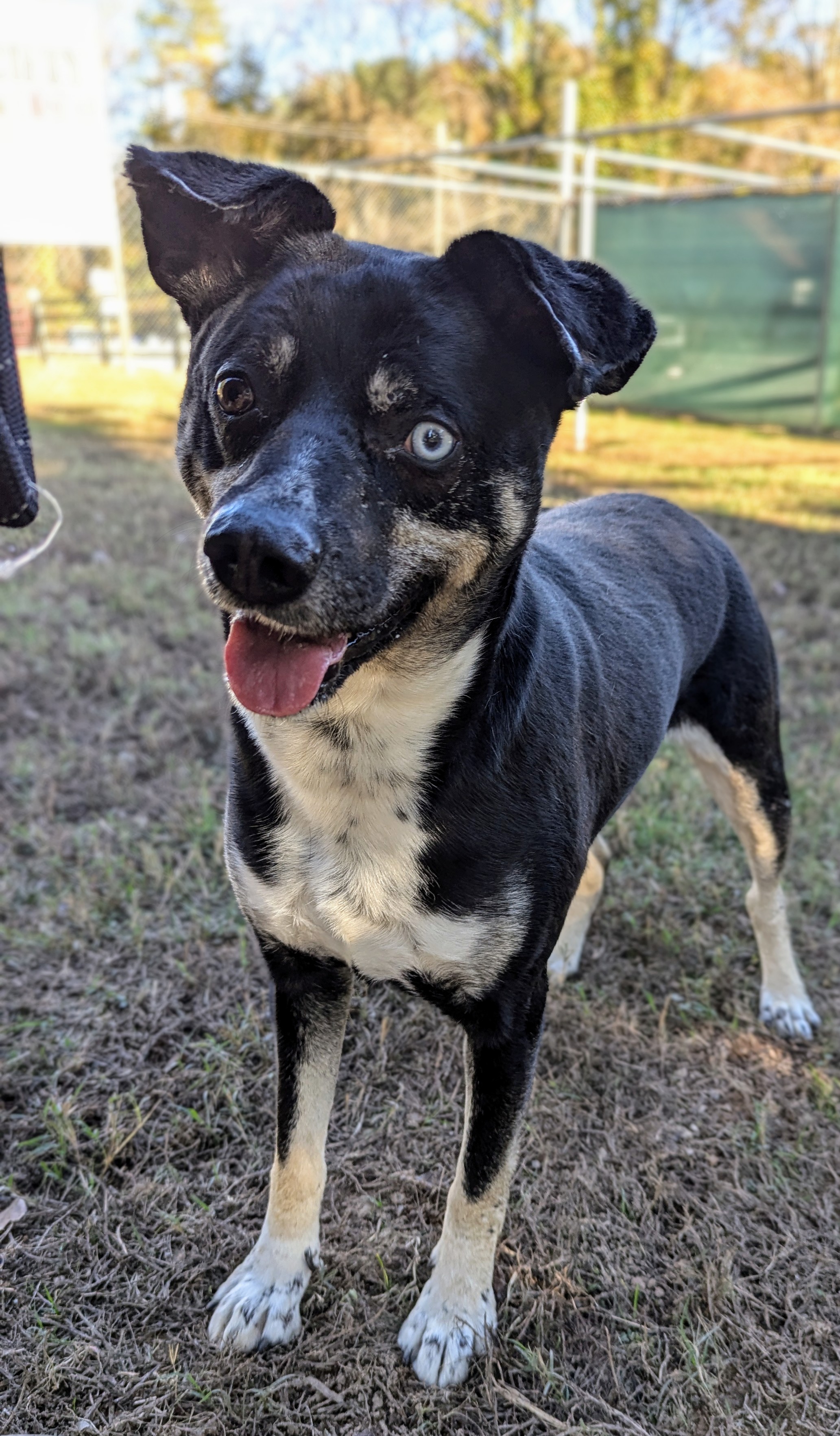 Boscoe, a Adoptable mixed breed in Sautee Nacoochee, GA image 3/4