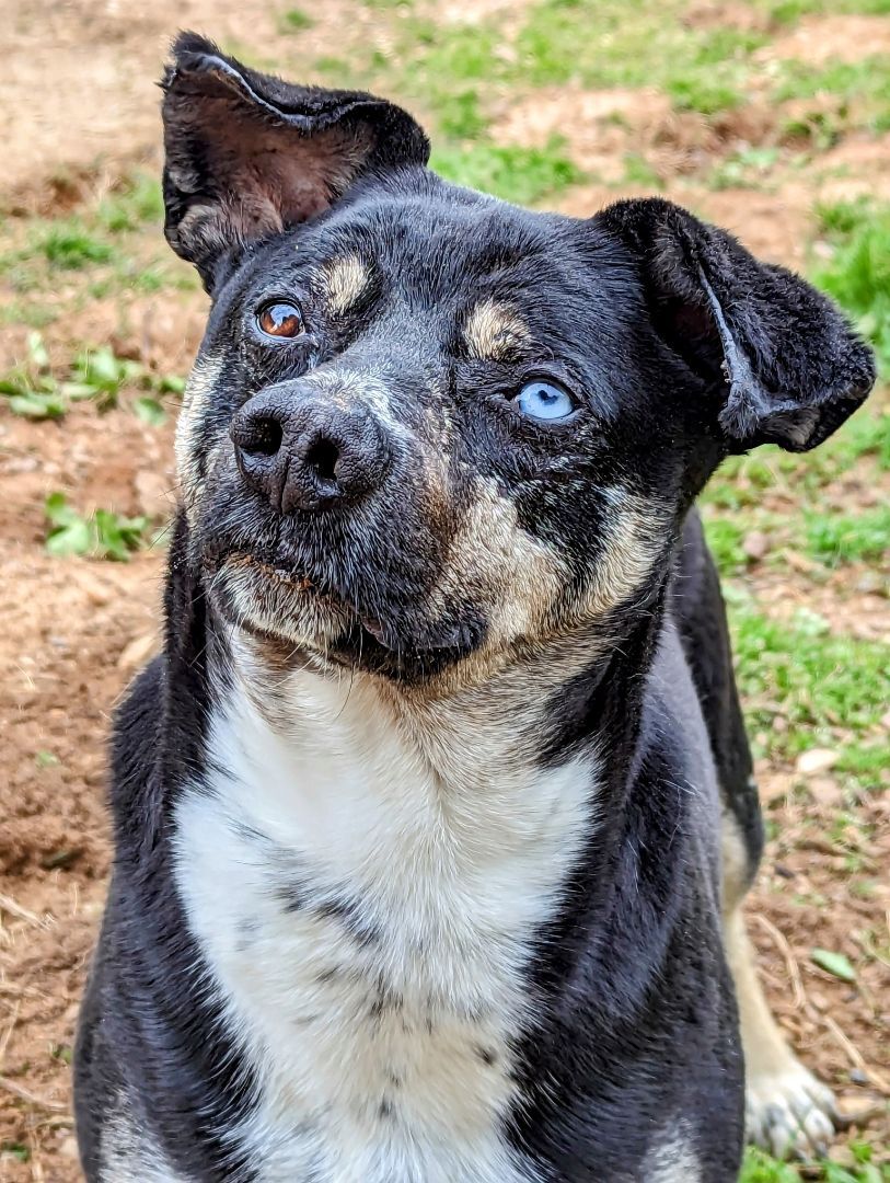 Boscoe, a Adoptable mixed breed in Sautee Nacoochee, GA image 4/4