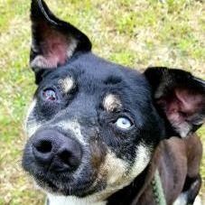 Boscoe, a Adoptable mixed breed in Sautee Nacoochee, GA image 1/4