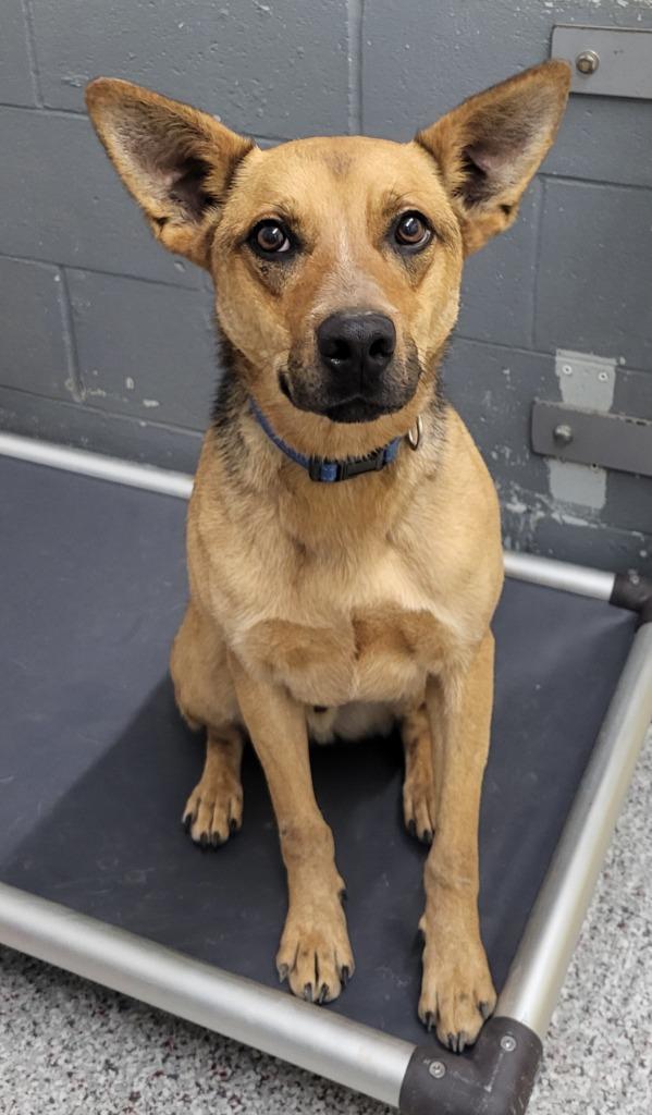 Enlarge Coda, a Adoptable mixed breed in Medford, WI image 1/3