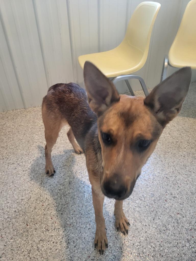 Enlarge Coda, a Adoptable mixed breed in Medford, WI image 1/1