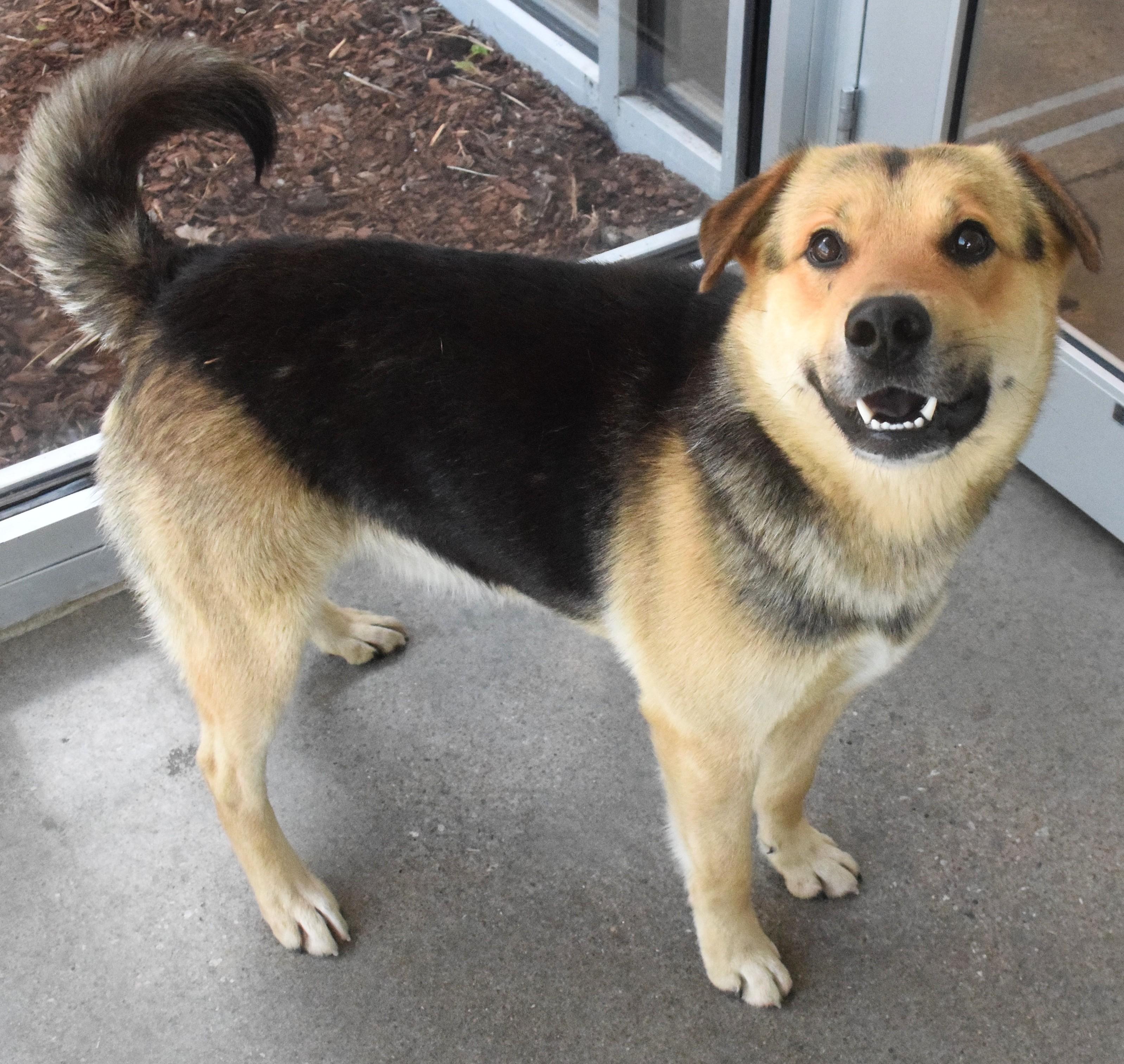 Enlarge #22122, a ADOPTABLE mixed breed in Broken Arrow, OK image 1/1