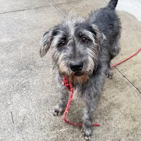 Enlarge Charm, a Adoptable mixed breed in Raleigh, NC image 1/6