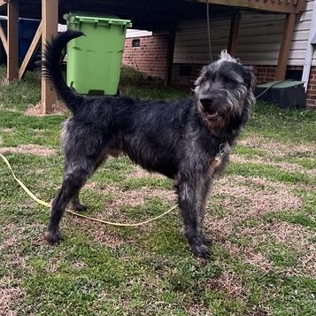 Enlarge Charm, a Adoptable mixed breed in Raleigh, NC image 2/6