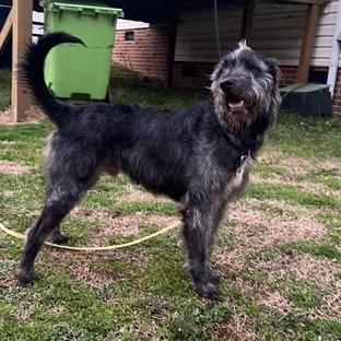 Enlarge Charm, a Adoptable mixed breed in Raleigh, NC image 3/6