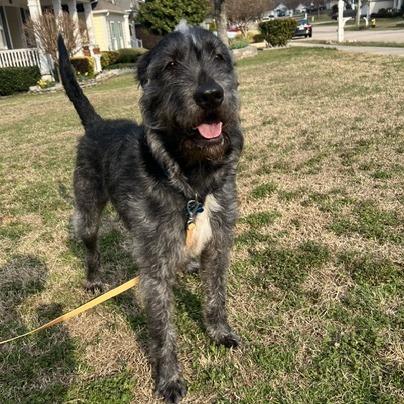 Enlarge Charm, a Adoptable mixed breed in Raleigh, NC image 4/6