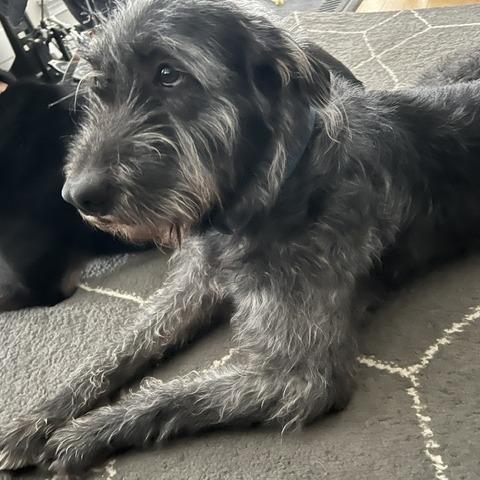 Enlarge Charm, a Adoptable mixed breed in Raleigh, NC image 5/6