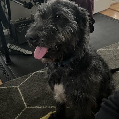 Enlarge Charm, a Adoptable mixed breed in Raleigh, NC image 6/6