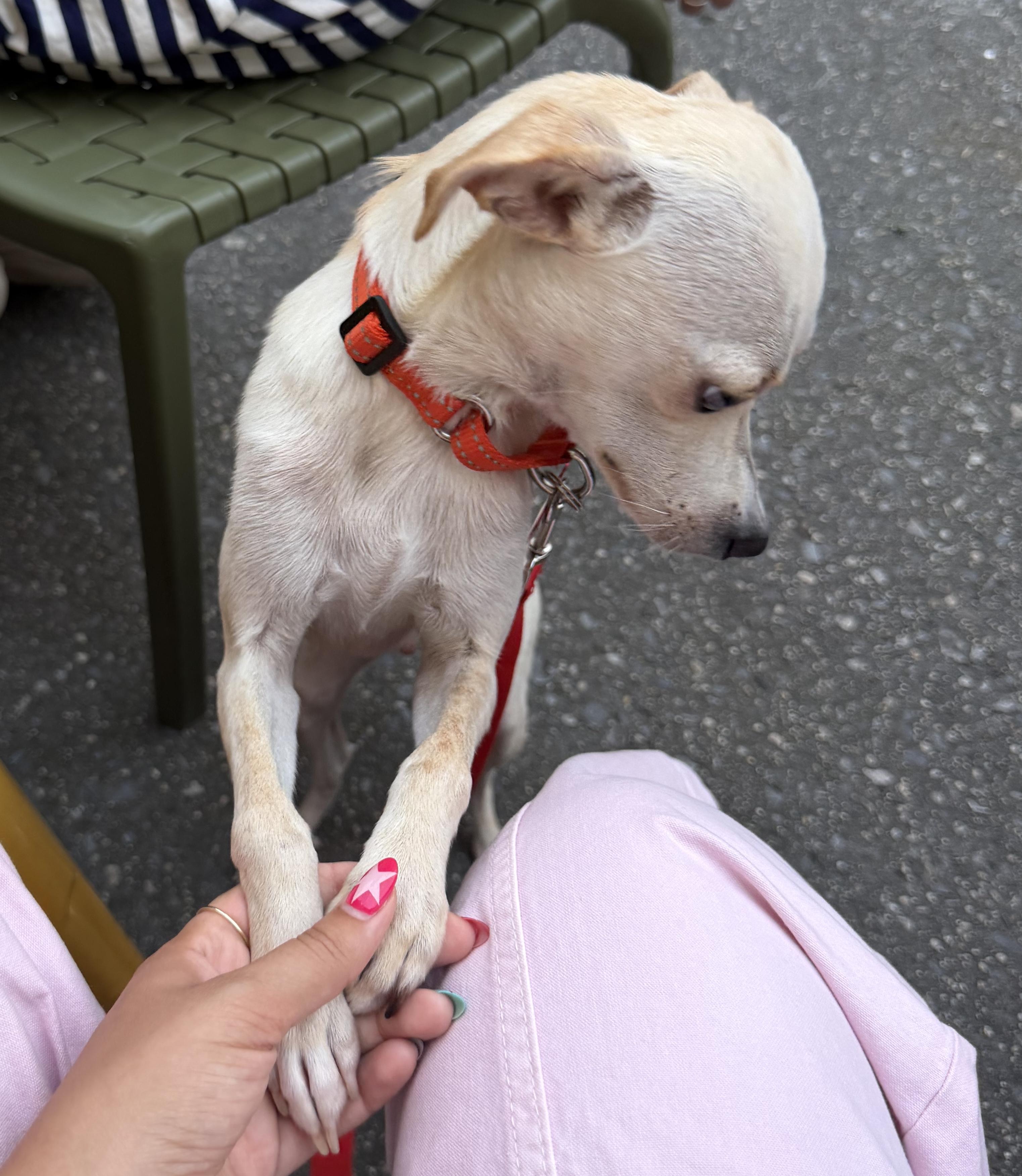 Enlarge Devoe, an adopted mixed breed in Brooklyn, NY image 4/5