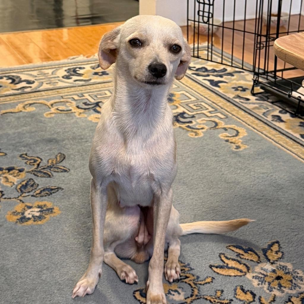 Devoe, adopted, Young Female Chiweenie.