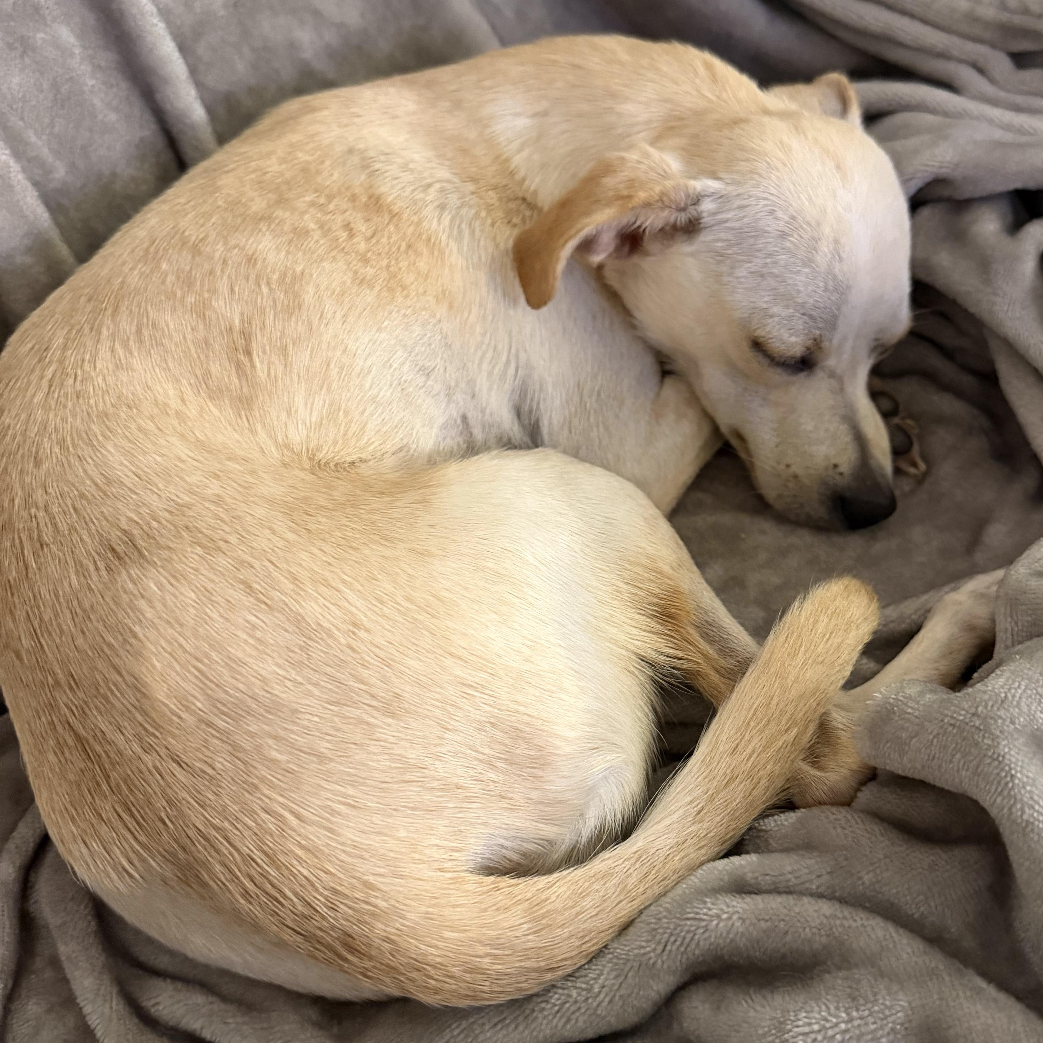 Enlarge Devoe, an adopted mixed breed in Brooklyn, NY image 3/5