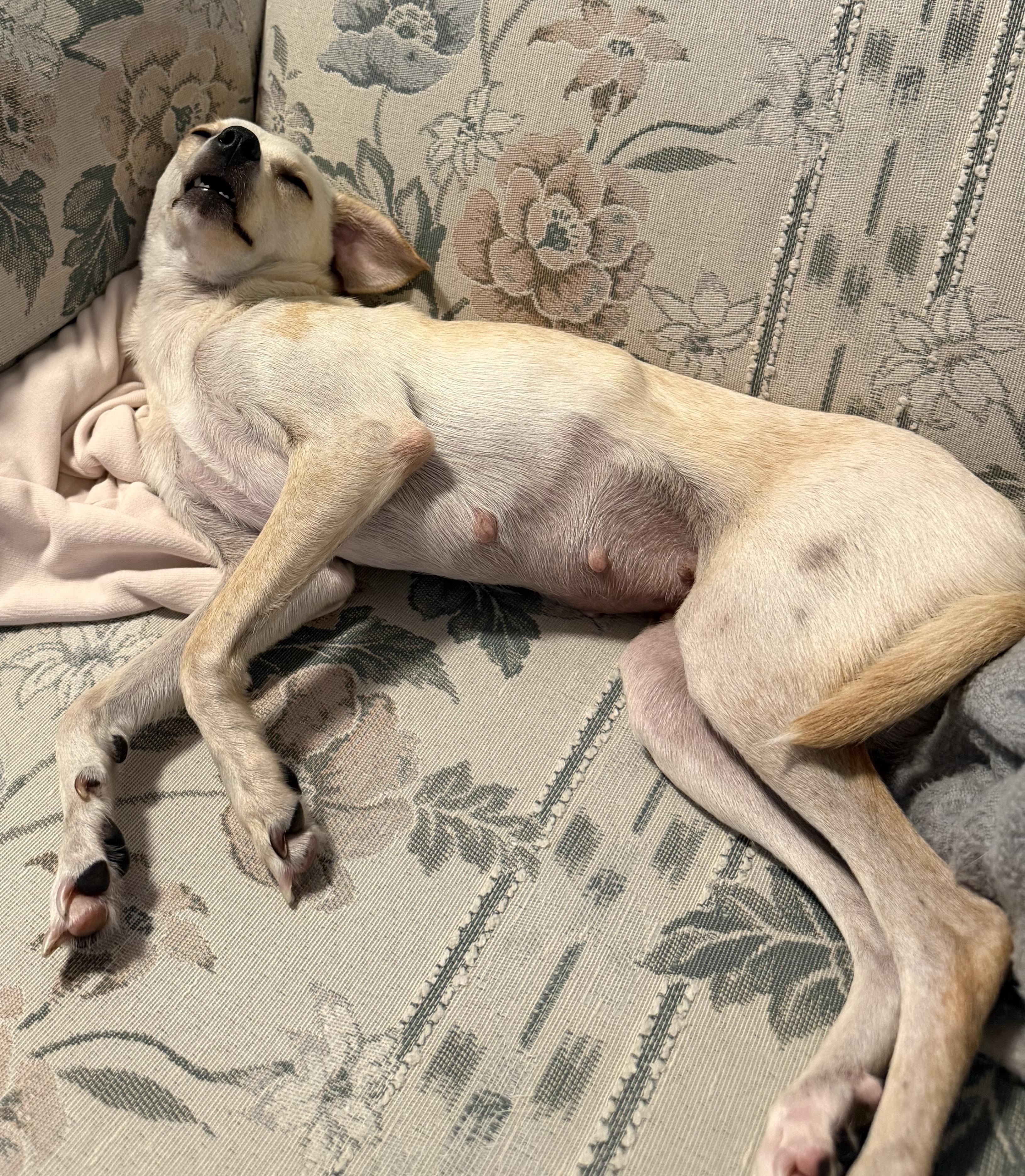 Enlarge Devoe, an adopted mixed breed in Brooklyn, NY image 2/5