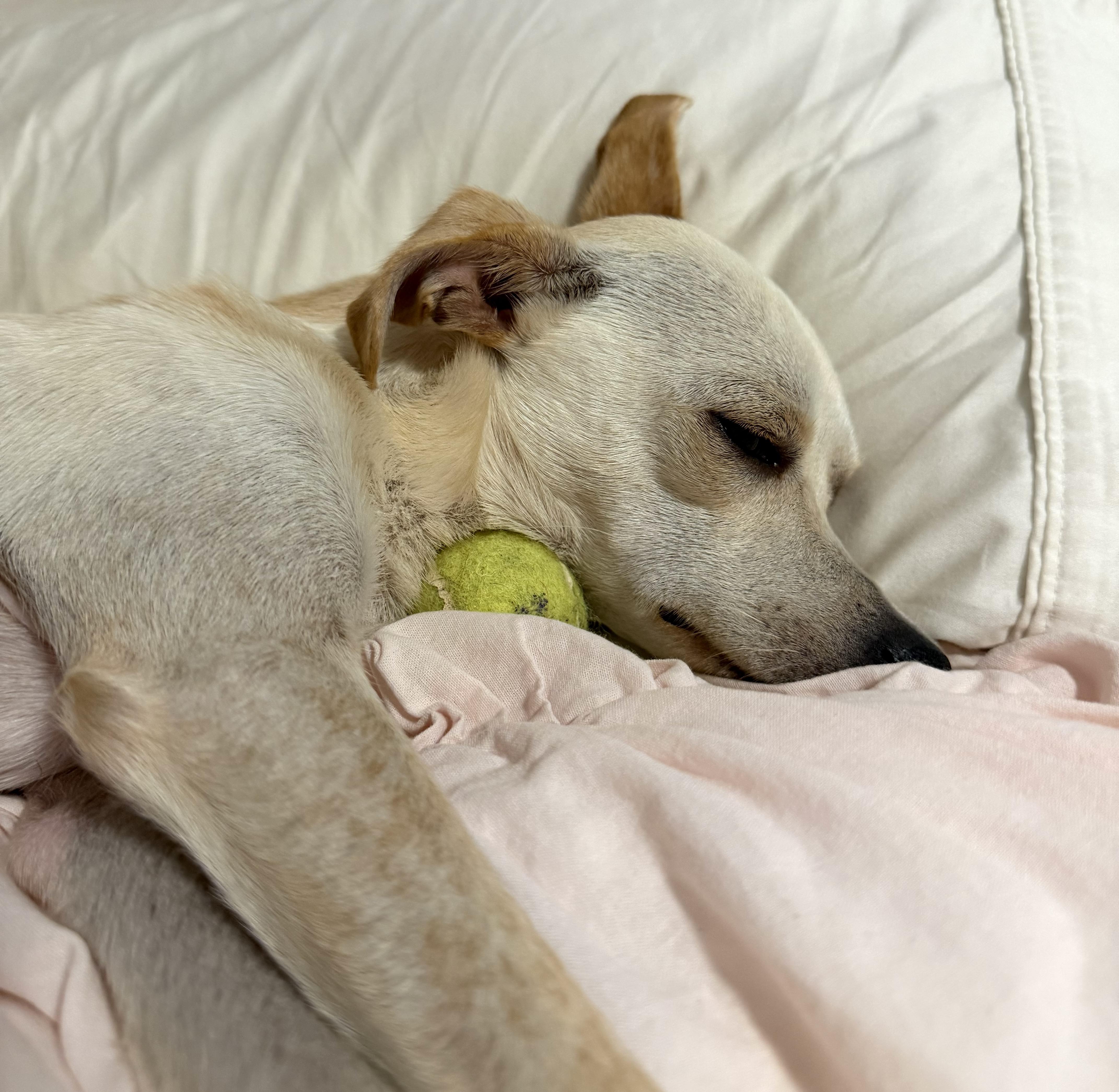 Enlarge Devoe, an adopted mixed breed in Brooklyn, NY image 5/5