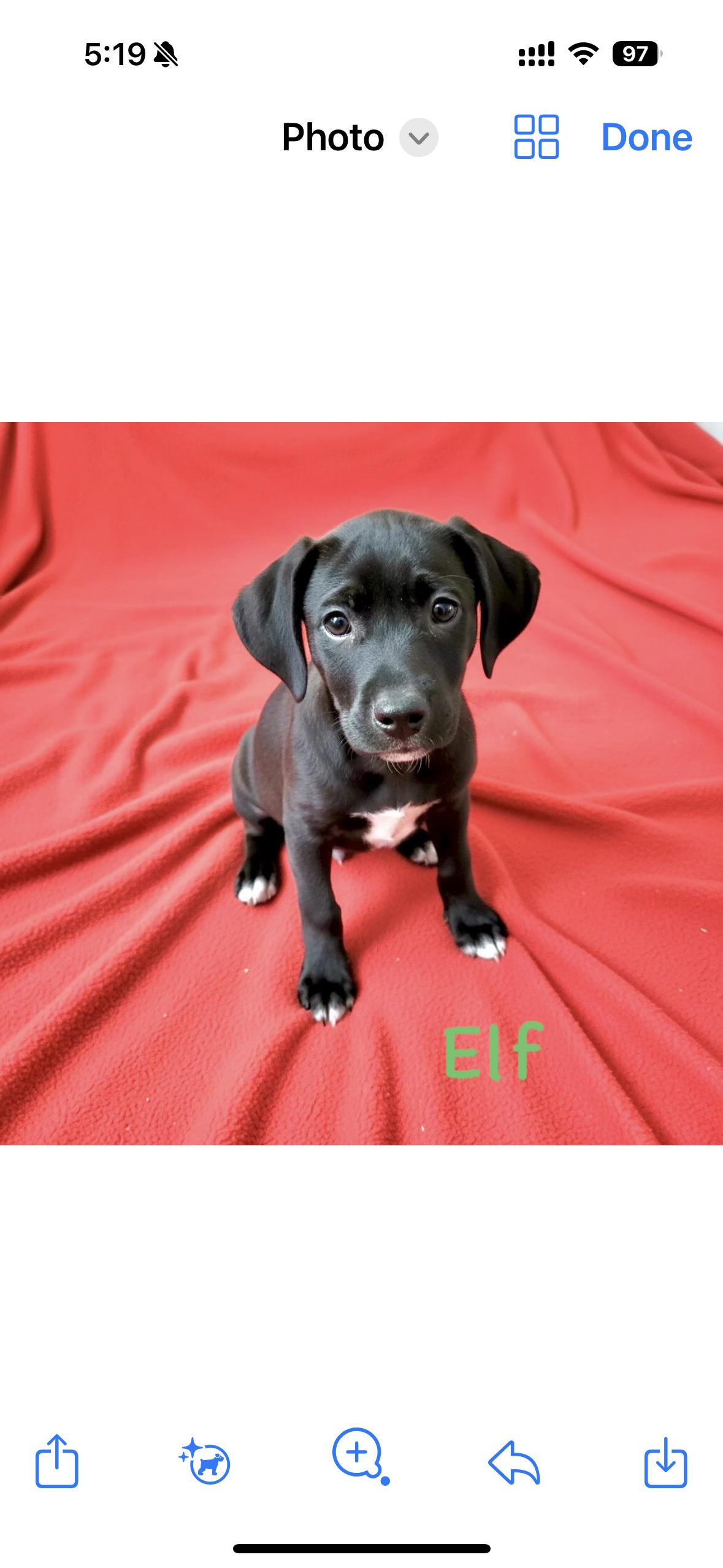 Elf, ADOPTABLE, Puppy Male Labrador Retriever.
