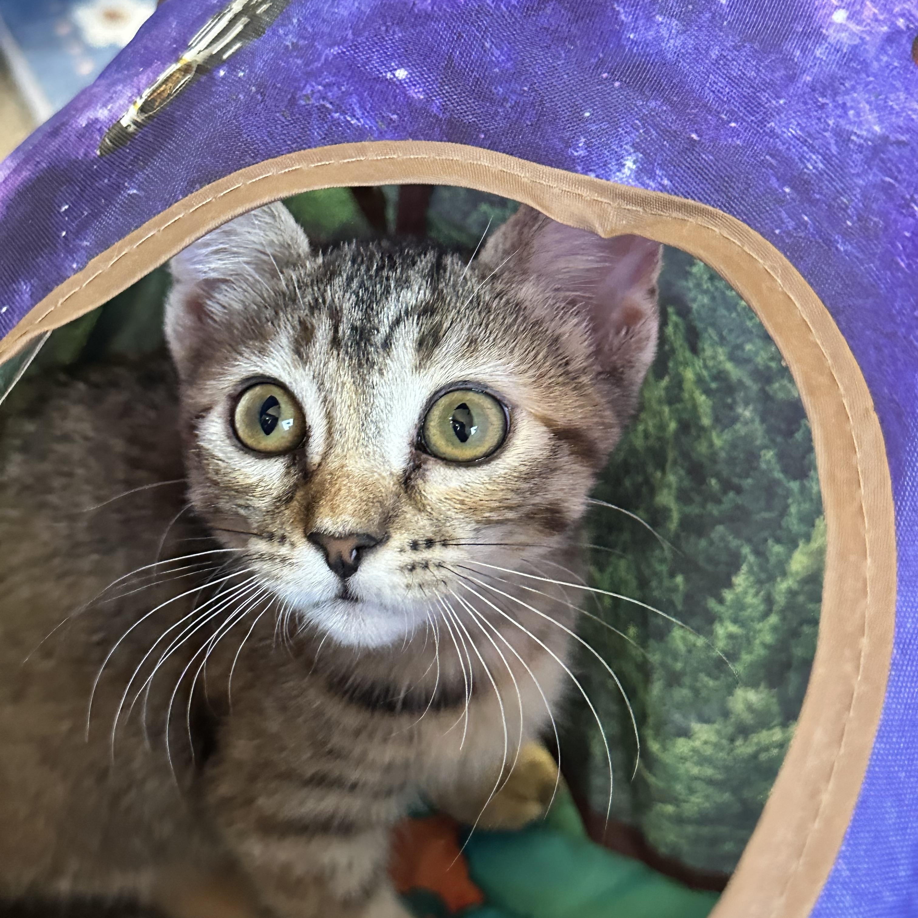 Ginger-A Quiet Little Heart Ready to Bloom, a ADOPTABLE Tabby in Prescott, AZ image 2/2