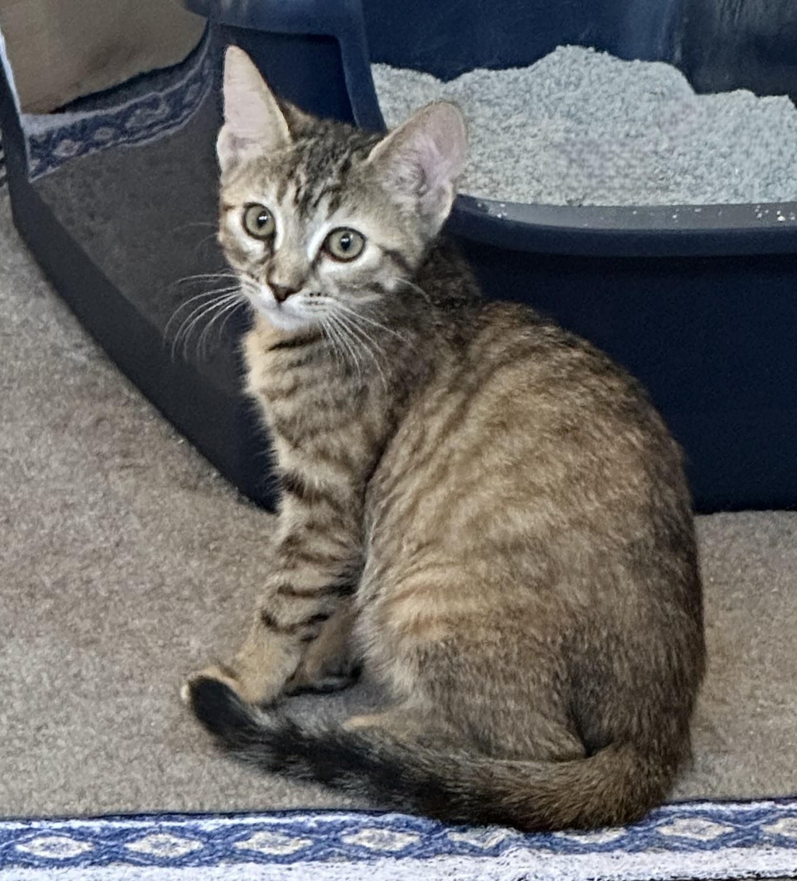 Ginger-A Quiet Little Heart Ready to Bloom, a ADOPTABLE Tabby in Prescott, AZ image 1/2