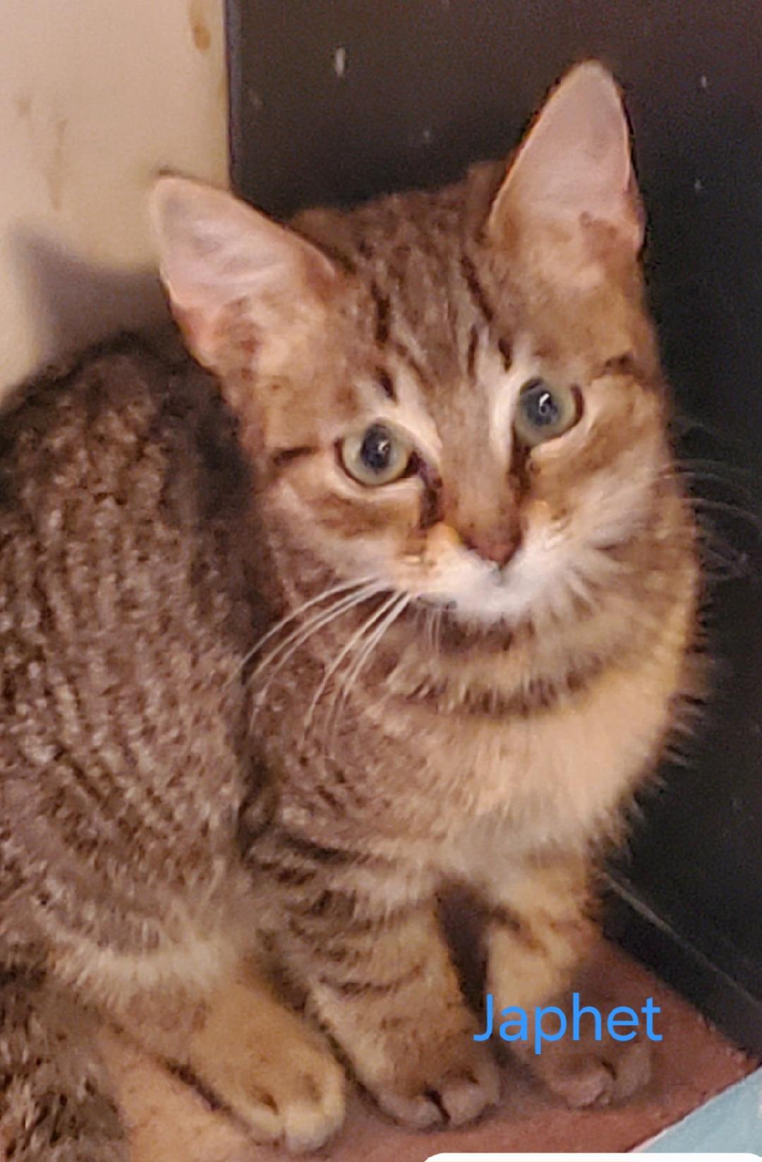 Enlarge Japhet, an adopted mixed breed in Las Cruces, NM image 1/1