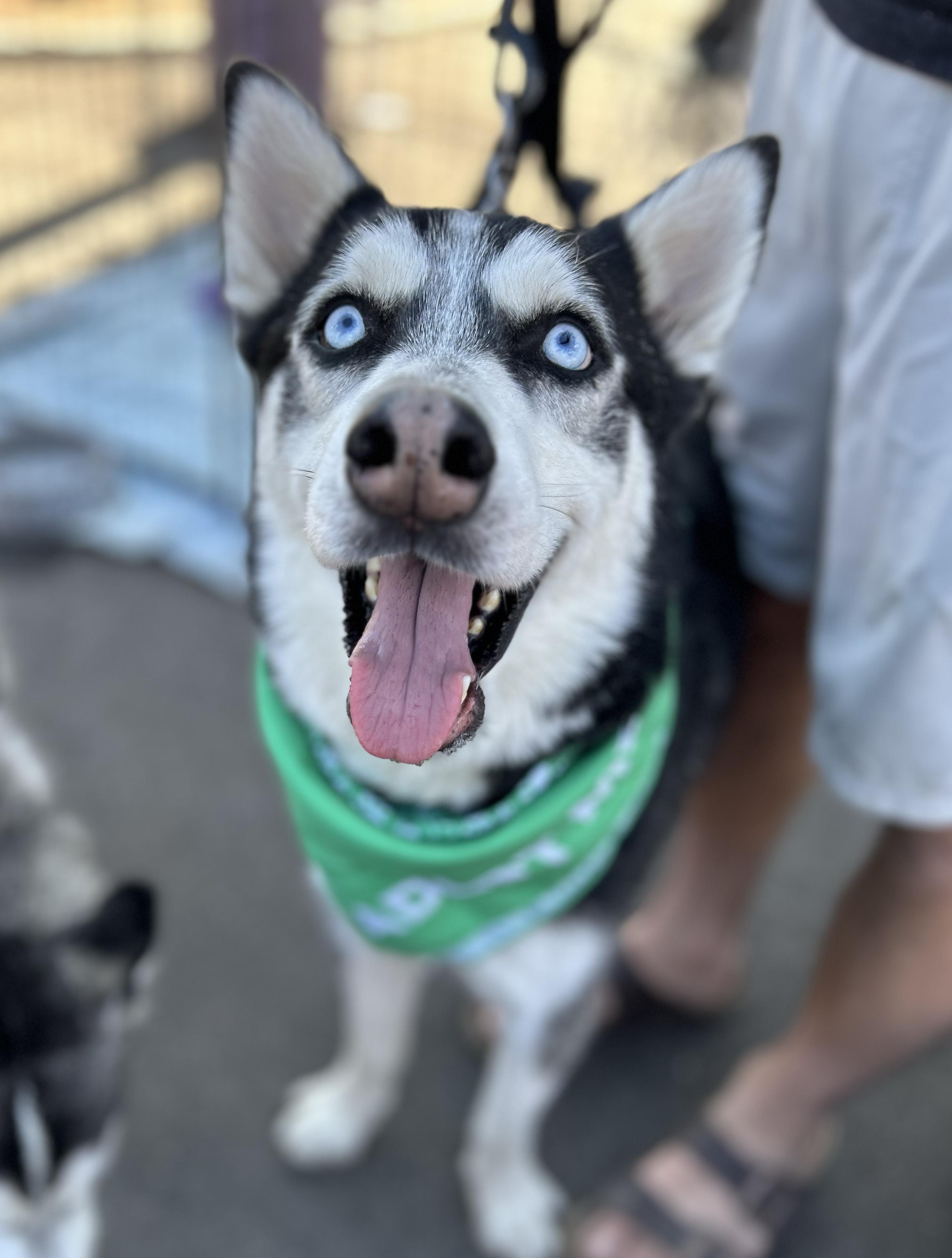 Jameson, a Adoptable Siberian Husky in Scottsdale, AZ image 3/6