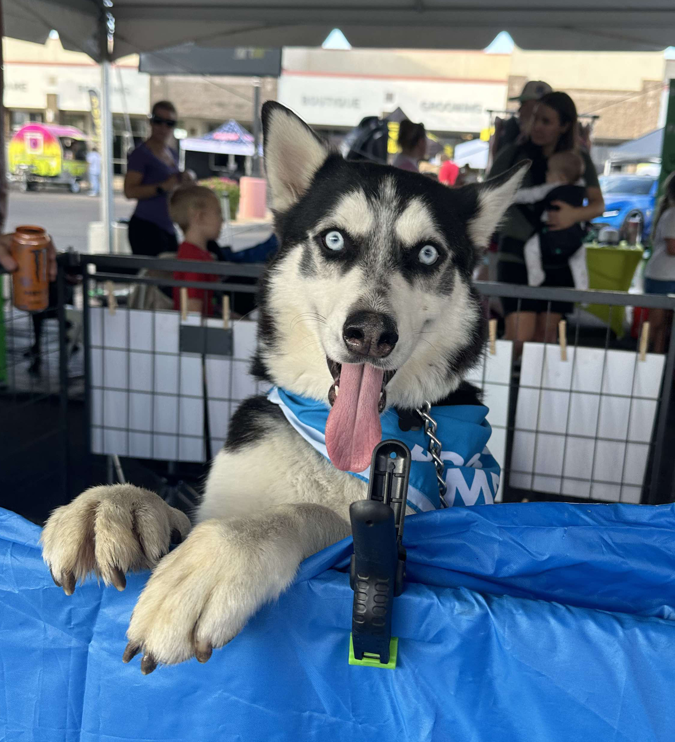 Jameson, a Adoptable Siberian Husky in Scottsdale, AZ image 4/6