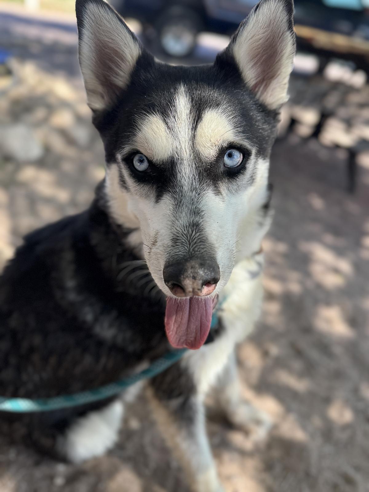 Jameson, a Adoptable Siberian Husky in Scottsdale, AZ image 2/6