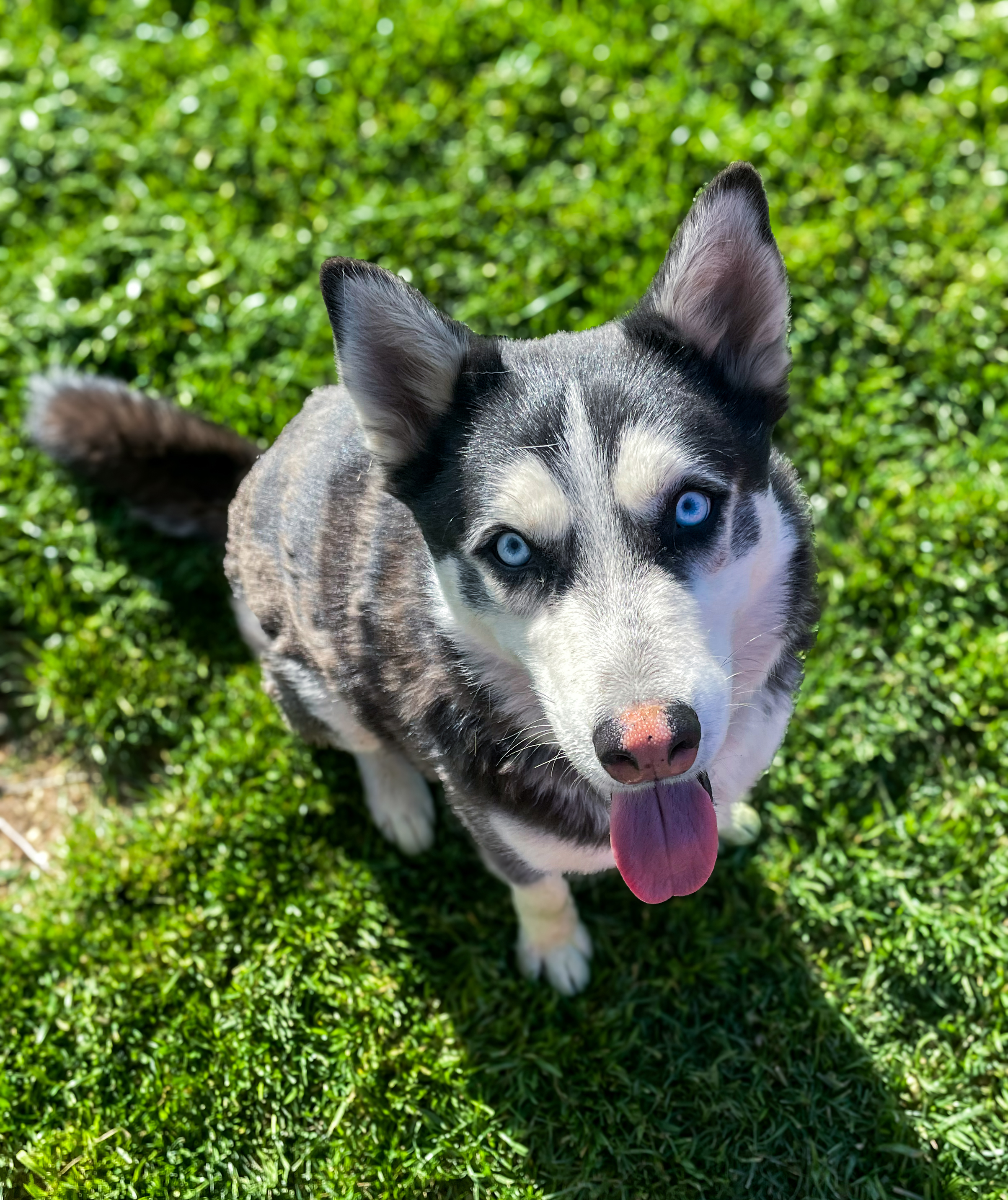 Jameson, a Adoptable Siberian Husky in Scottsdale, AZ image 5/6