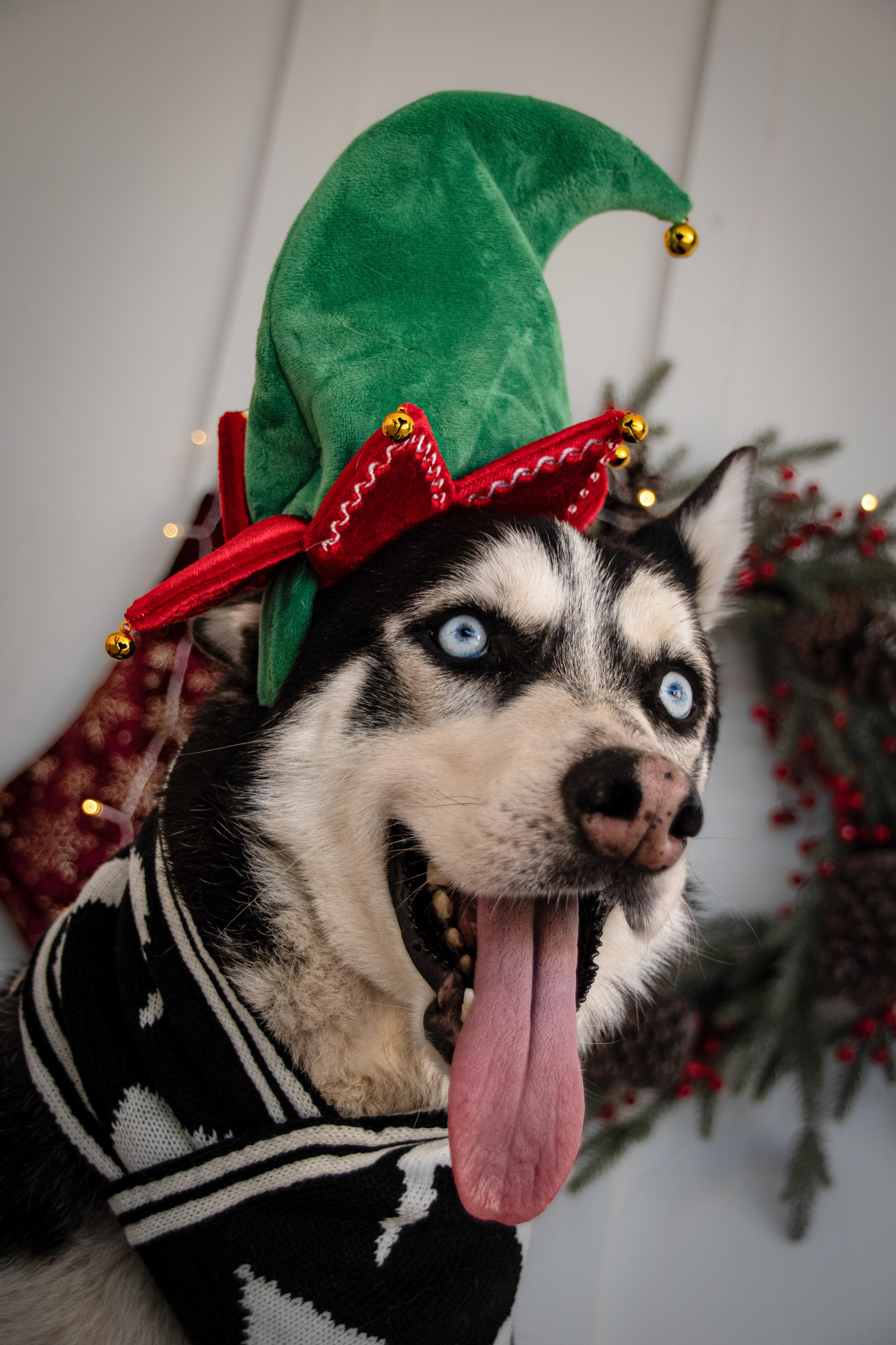 Jameson, a Adoptable Siberian Husky in Scottsdale, AZ image 6/6