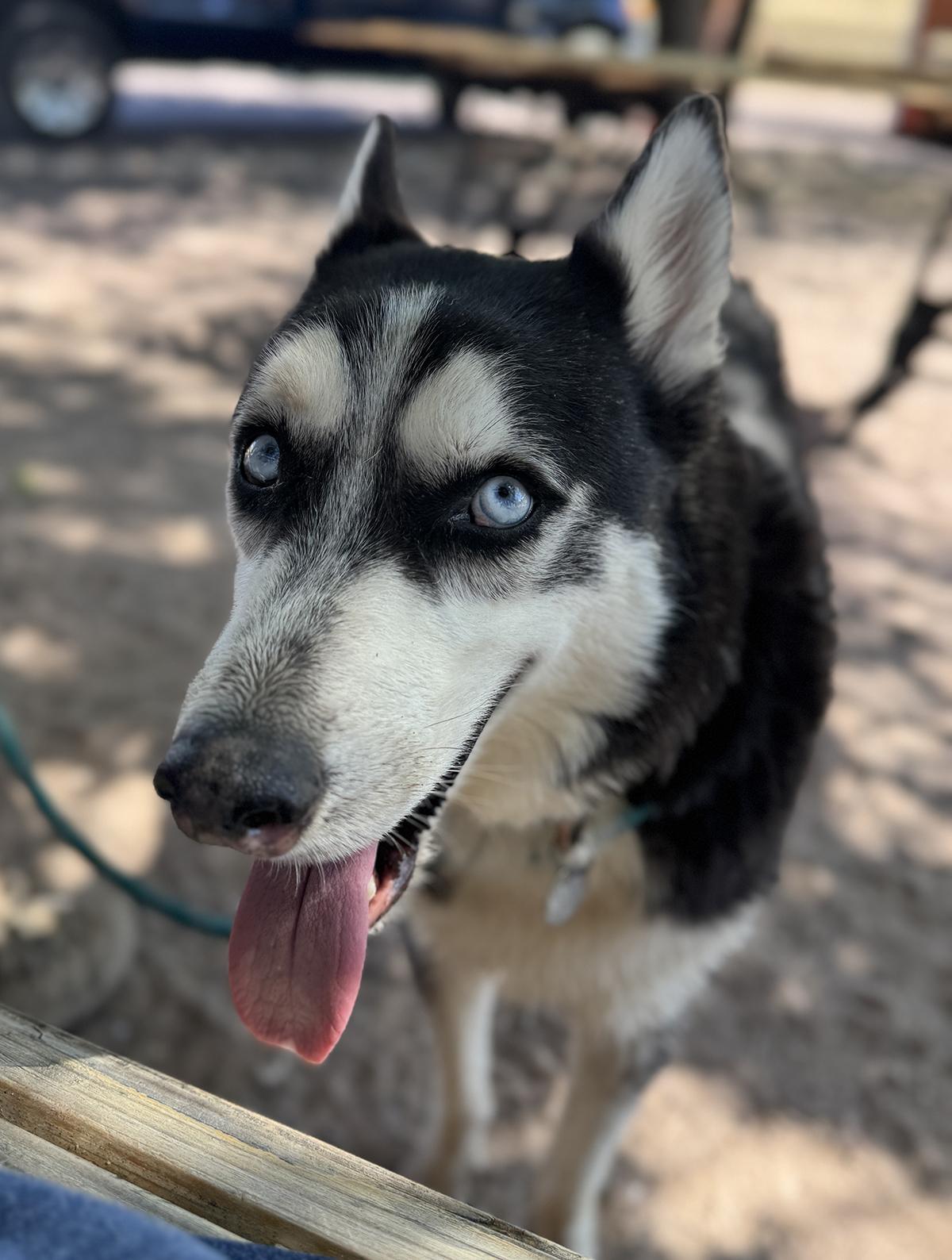 Jameson, a Adoptable Siberian Husky in Scottsdale, AZ image 1/6