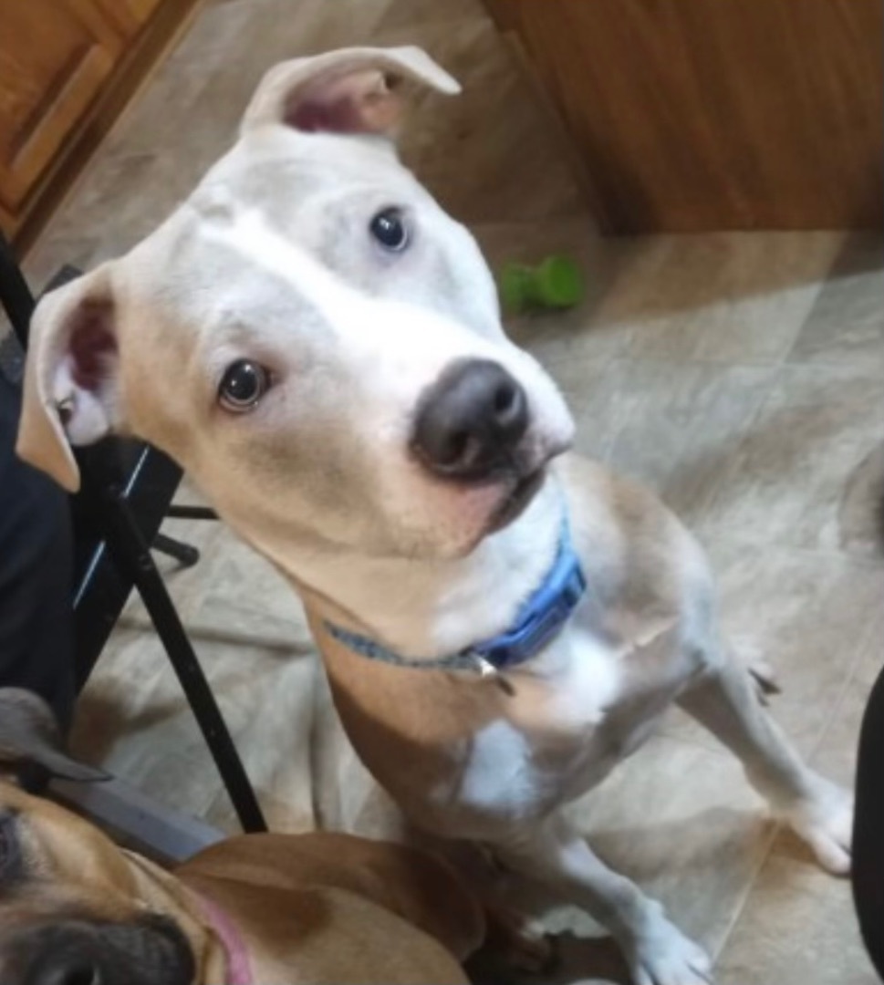 Enlarge Loki, a Adoptable mixed breed in Detroit, MI image 5/6