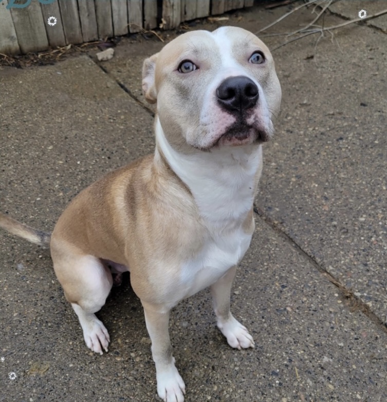 Enlarge Loki, a Adoptable mixed breed in Detroit, MI image 2/6