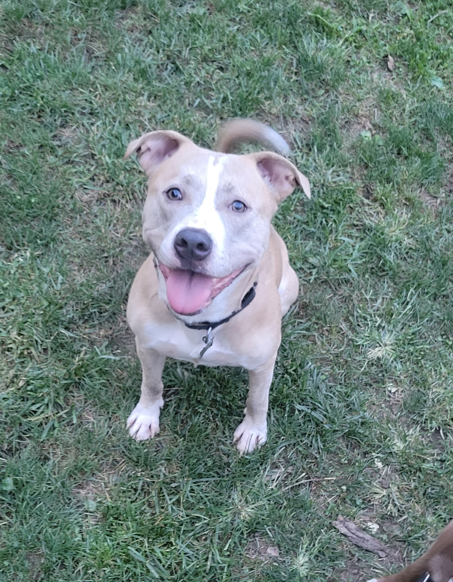 Enlarge Loki, a Adoptable mixed breed in Detroit, MI image 3/6