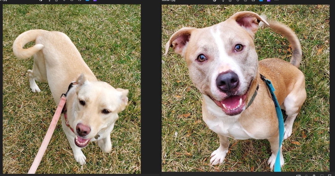 Enlarge Loki, a Adoptable mixed breed in Detroit, MI image 6/6