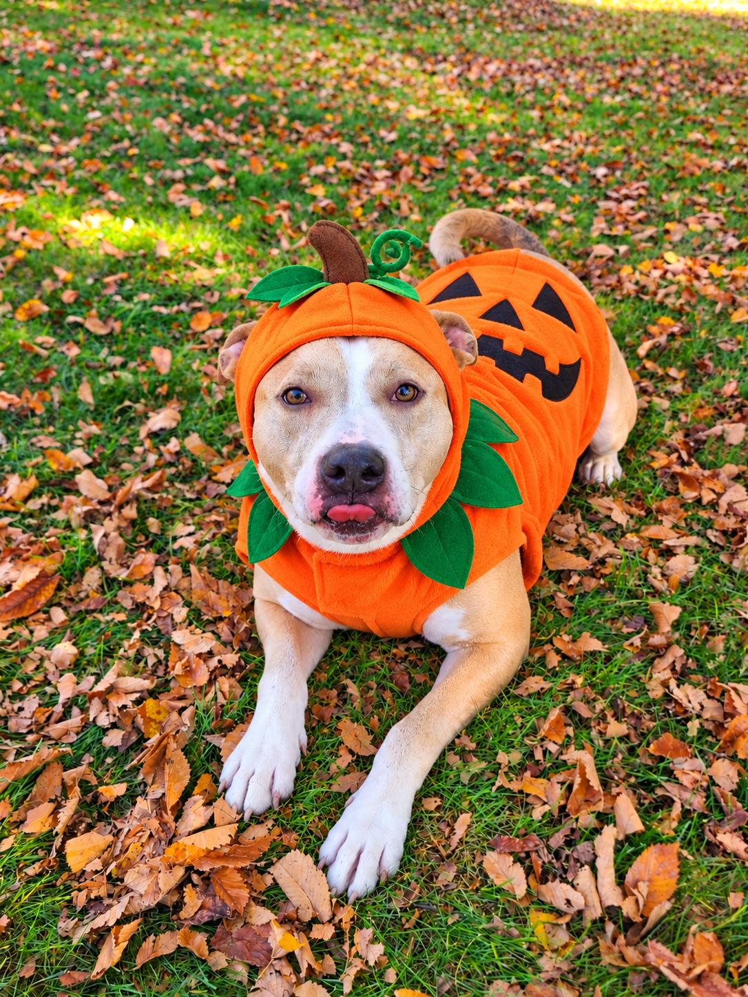 Loki, Adoptable, Adult Male Terrier & Husky.