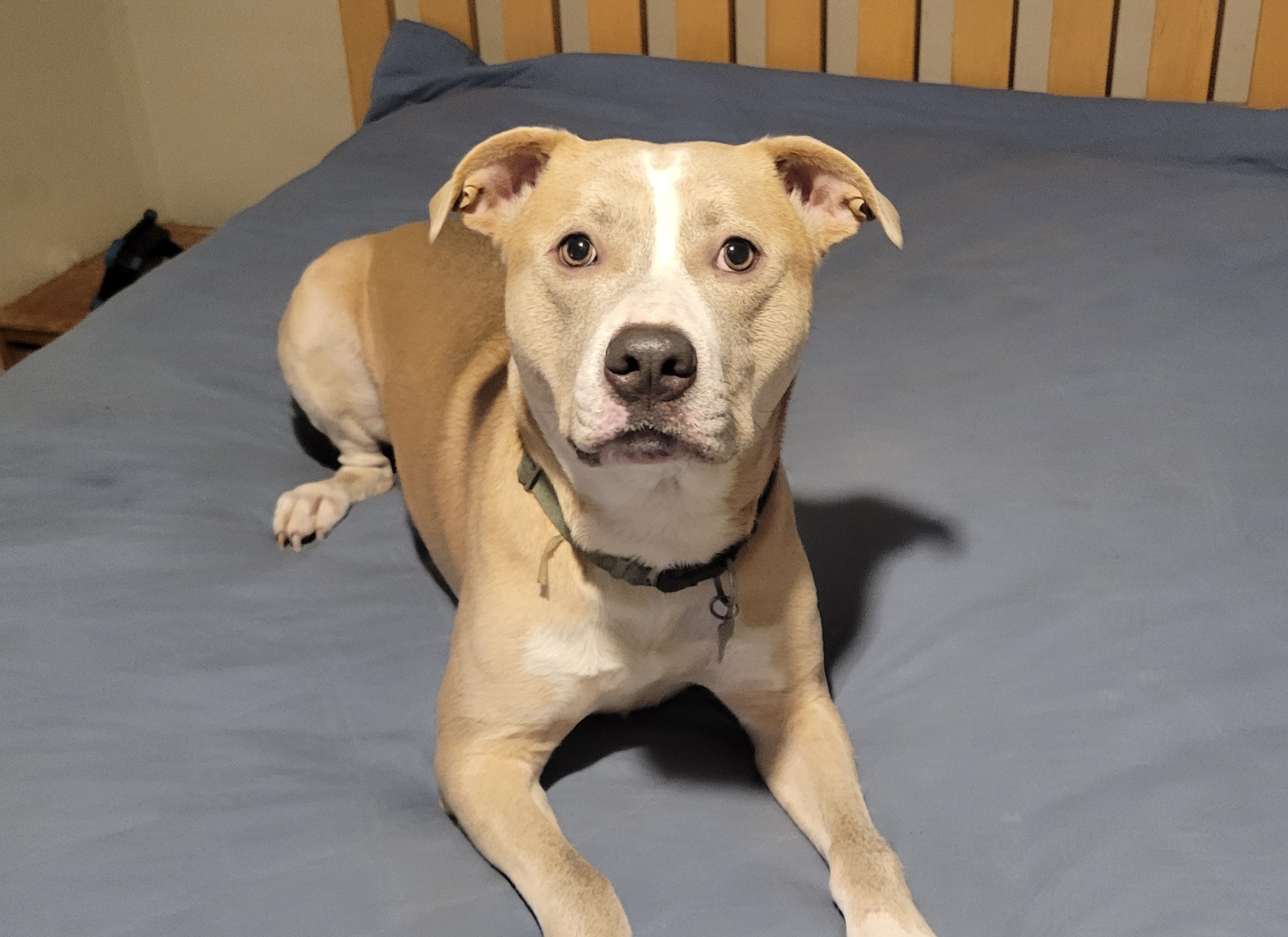Enlarge Loki, a Adoptable mixed breed in Detroit, MI image 1/6