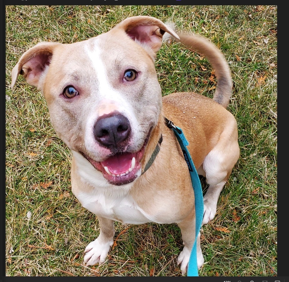 Enlarge Loki, a Adoptable mixed breed in Detroit, MI image 4/6