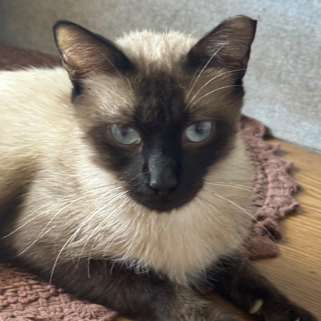 Chaney, Adoptable, Adult Male Siamese.