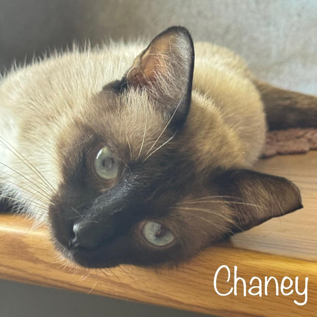 Enlarge Chaney, a Adoptable Siamese in TITUSVILLE, FL image 1/5