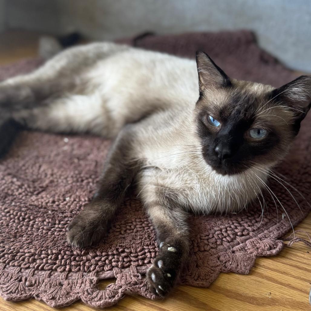 Chaney, a Adoptable Siamese in TITUSVILLE, FL image 3/5